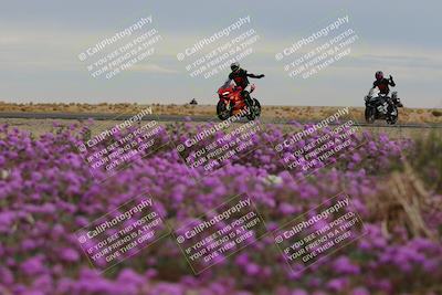 media/Jan-14-2023-SoCal Trackdays (Sat) [[497694156f]]/Turn 14 Exit Bloomig (145pm)/